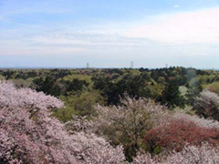 狭山丘陵の風景写真