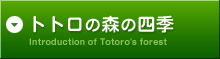 トトロの森の紹介