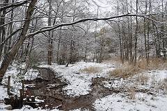 雪の菩提樹湿地