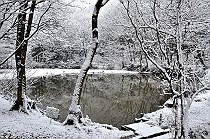 雪の菩提樹池