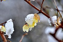 雪に凍り付いた蝋梅