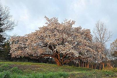 朝焼けの山桜