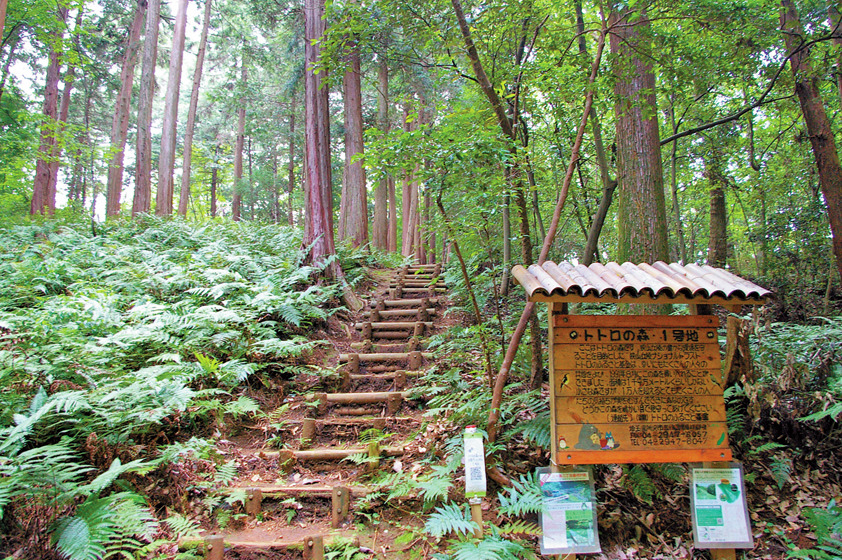 トトロの森1号地