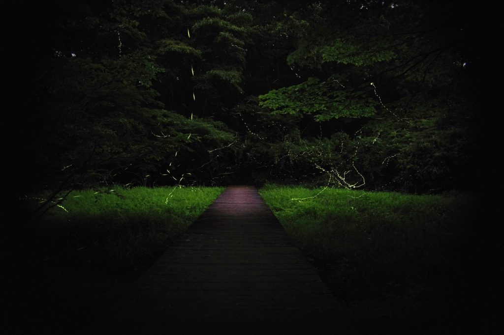 2022年7月9日（土）トトロの森とクロスケの家ガイドツアー 「夜の森のいきものとホタルの観察会」（※終了）