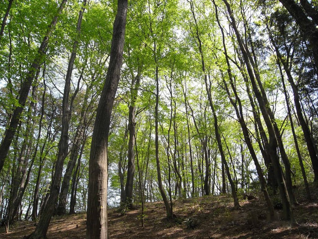 トトロの森10号地