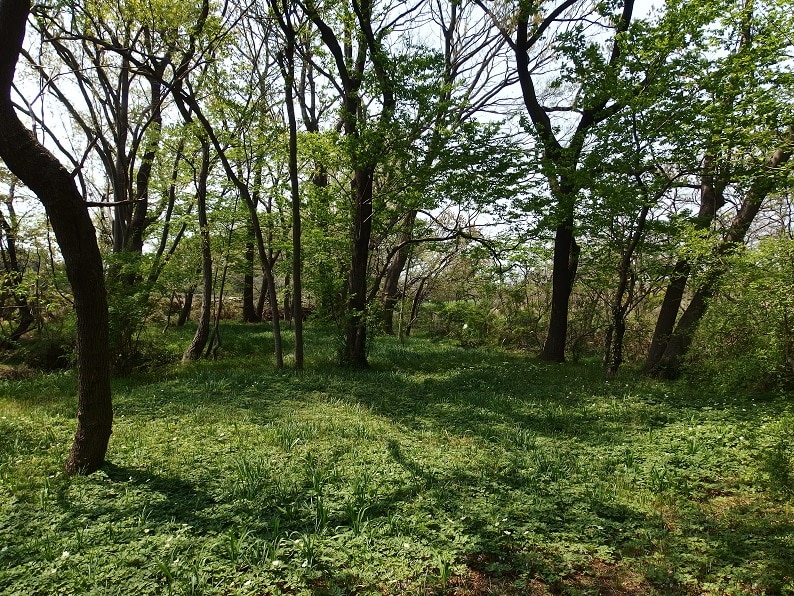 瑞穂町で初めてのトトロの森誕生！