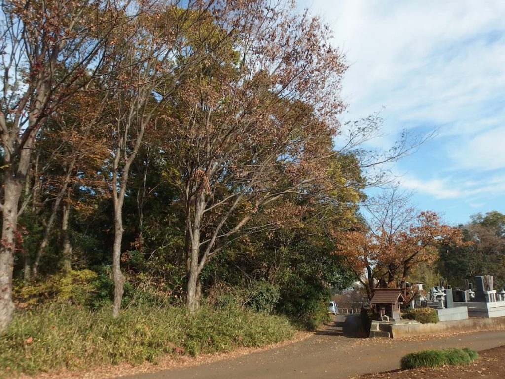 瑞穂町で初めてのトトロの森誕生！