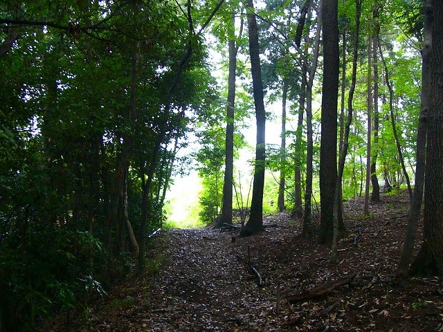 トトロの森8号地