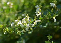 白い萩の花：三ヶ島の常楽院にて