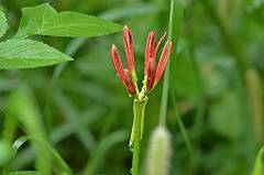 曼珠沙華のツボミ