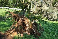 根の浅い桜のも台風の風に