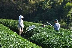 茶の木の台刈り作業