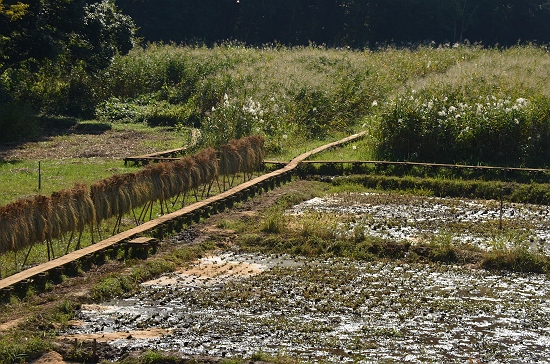 早稲田大学の湿地にて