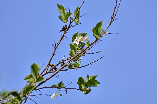 菩提樹にて