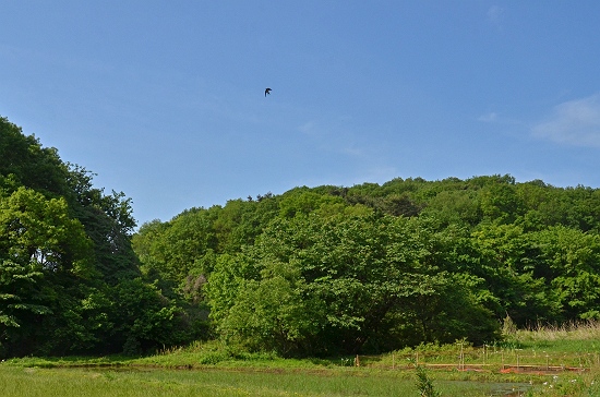 2012年5月中旬　菩提樹田圃にて