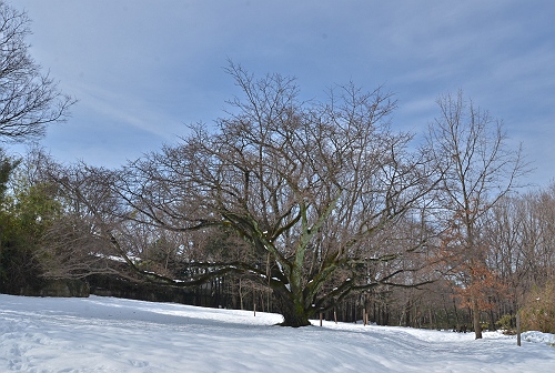 2012の山桜