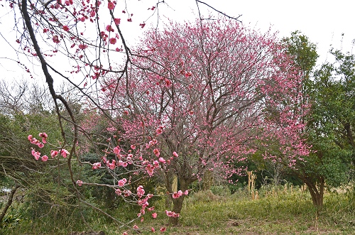 長者峰周辺にて