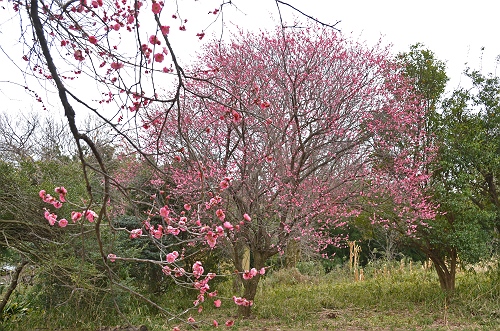 長者峰周辺にて