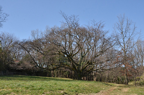 2012の山桜