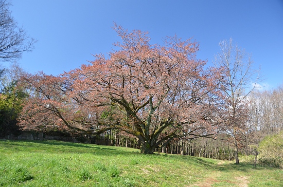 2012の山桜