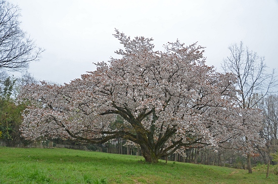 2012の山桜