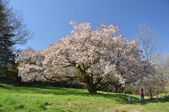 2012の山桜