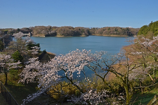 多摩湖橋から眺める桜と富士の遠望