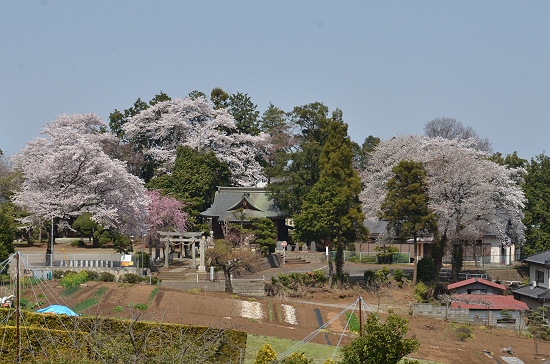 満開の桜に三ヶ島の八幡神社にて