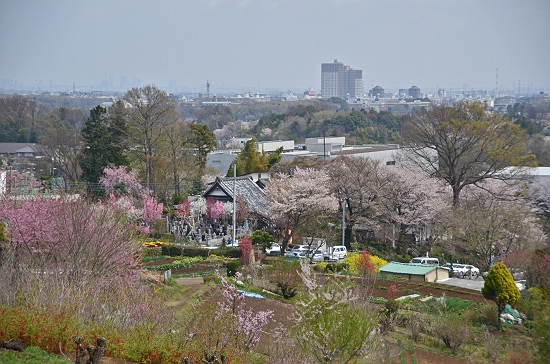 比良の丘は花盛り、金仙寺の桜も負けずに