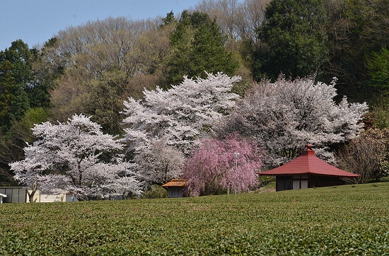 訪れる人も少ない山際観音堂の桜