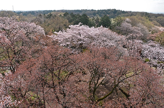標高190ｍの六道山は山桜の名所