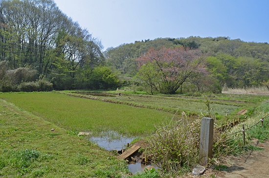 菩提樹田圃