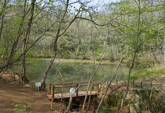 菩提樹池