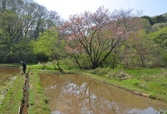 菩提樹田圃