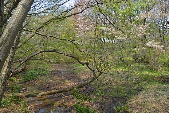 湿地に散った山桜の花びら