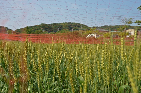 荻原の麦畑から狭山丘陵を望む