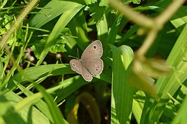 2012年5月中旬