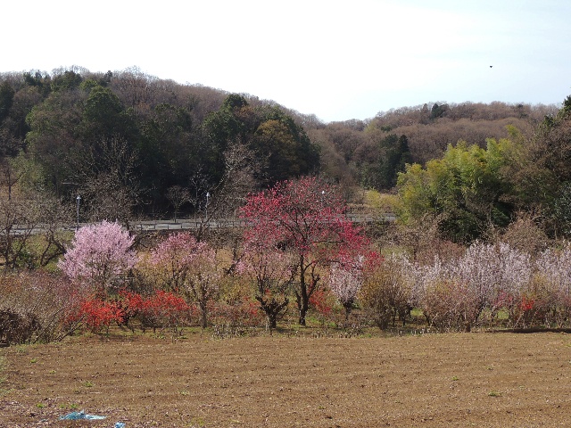 比良の丘の景色