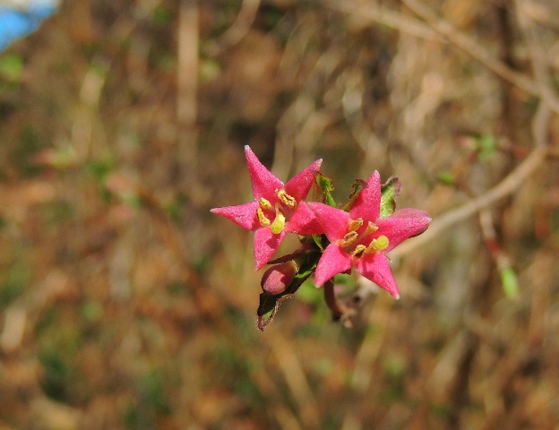 春の花