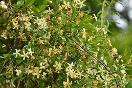 丘陵の雑木林にて