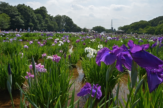 東村山市　北山公園にて