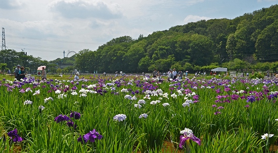 東村山市　北山公園にて