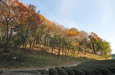 初冬のトトロの森3号地