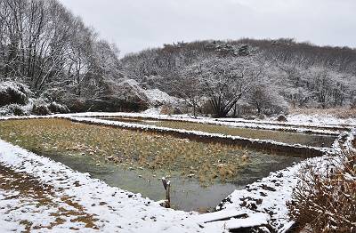 雪の菩提樹田圃