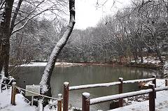 雪の菩提樹池