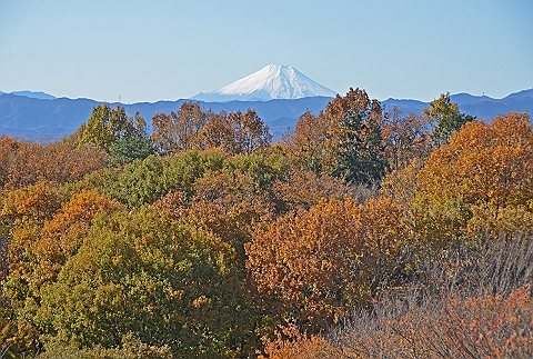 雪に覆われた富士と黄葉の丘陵
