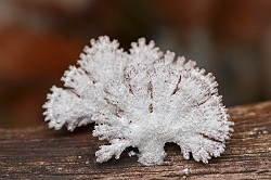 カマキリの卵