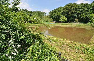 菩提樹田圃