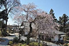 常楽院の枝垂桜