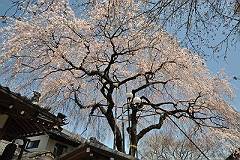 金仙寺の枝垂桜